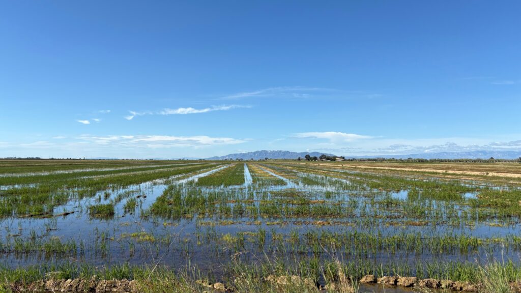 Los Arrozales del Delta del Ebro: Paisaje, Cultivo y su Impacto Ecológico Img 3672 1024x576