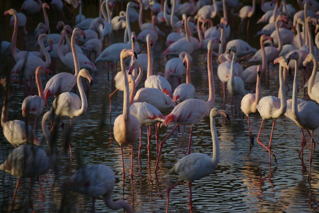 Naturaleza y Aves en el Delta del Ebro 2025 Pexels Photo 10663896 1024x682