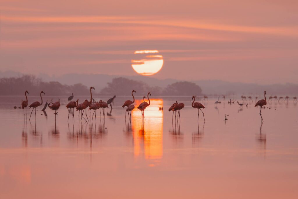 Que hacer o ver en el Delta del Ebro 2025. Pexels Photo 16754787 1024x683