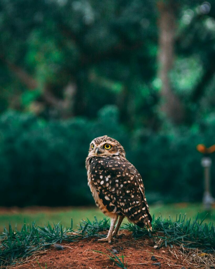 Eventos de Naturaleza y Aves en el Delta del Ebro (2025) Pexels Photo 2115984 819x1024