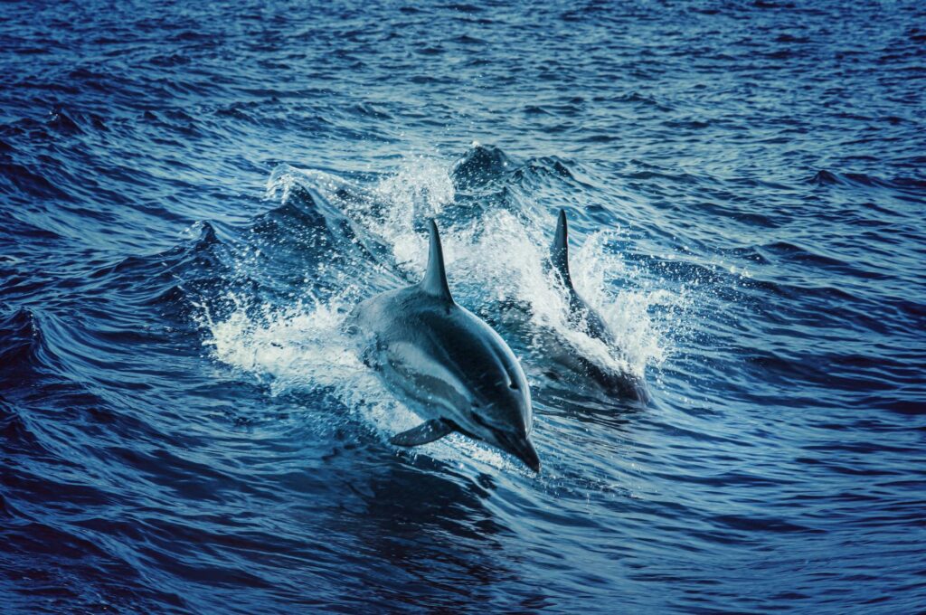 Avistamiento de Delfines en la Bahía dels Alfacs: Guía Completa Pexels Photo 2347462 1024x680