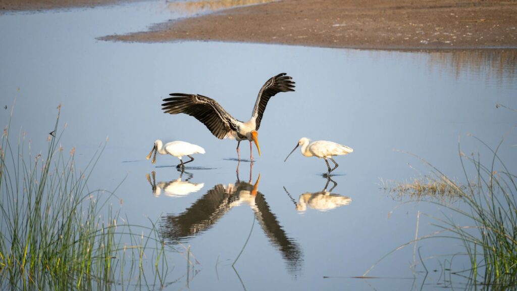 Especies Emblemáticas del Delta del Ebro: Flamencos, Garzas y Más Pexels Photo 30392388 1024x576